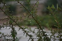 گزارش تصویری | بارش اولین باران پاییزی در قم