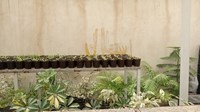 تصاویری از کشت بافت گیاهی در قم