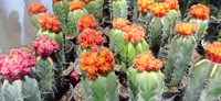 نمایشگاه گل و گیاه و گیاهان دارویی در قم+ تصاویر