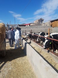 برگزاری اردوی جهادی تخصصی دامپزشکی و زراعت در روستای شریف آباد