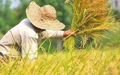 ۵۰ درصد اشتغال روستایی استان قم کشاورزی است
